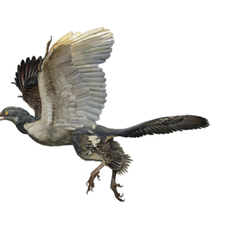 Artists Rendering of Archaeopteryx