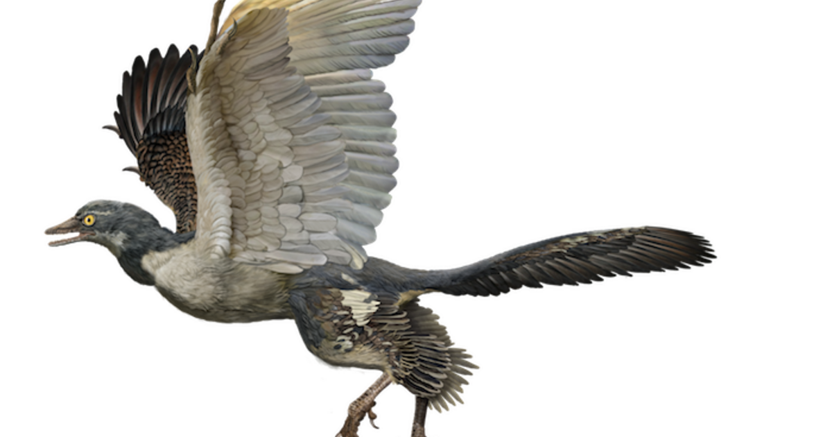 Archaeopteryx Lacked Rapid Bone Growth, The Hallmark Of ...