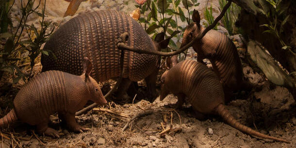 Modern xenarthrans include the nine-banded armadillo, on display in the Museum's Hall of North American Mammals.