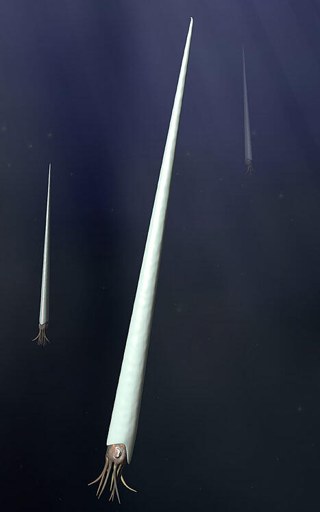 Visualization of a baculite shows a long thin smooth shell ending in a sharp point, with tentacles emerging from conical base at opposite end.