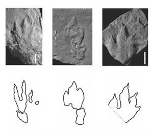 Three photos small footprints in stone and matching line drawings, showing relatively wide central digits with pointed ends like the tip of a claw.