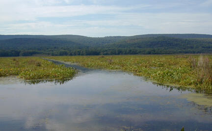 A flat marshy area with a body of water surrounded by flat green vegetation. There are low green hills in the background.