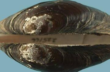 Close-up of the beak of an Anodonta implicata shell shows no protruberances and irregular white concentric markings against the dark brown shell.