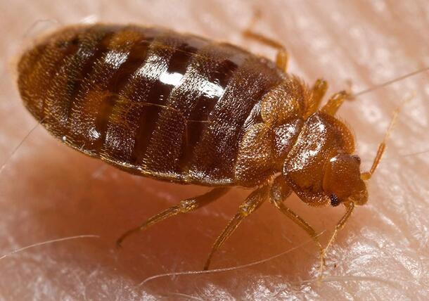 Close-up on a bed bug on skin.