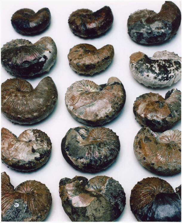 Rows of fossilized ammonites of various sizes and colors.