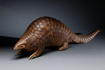 Pangolin