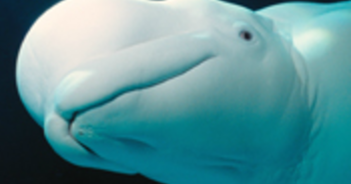 Baleen and Toothed Whales
