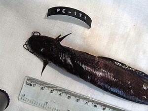 A fish specimen with a long body and dark skin.