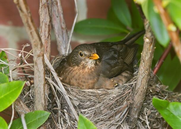 A blackbird in a nest in a tree.