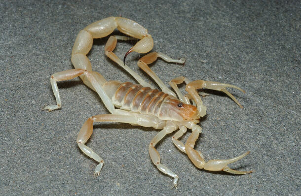 A male specimen of Brachistosternus multidentatus, a scorpion found in South America.