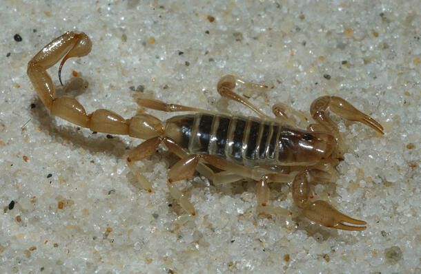 A female Brachistosternus sciosciae scorpion, a native to South America, appears light brown against a gray-colored sandy surface.