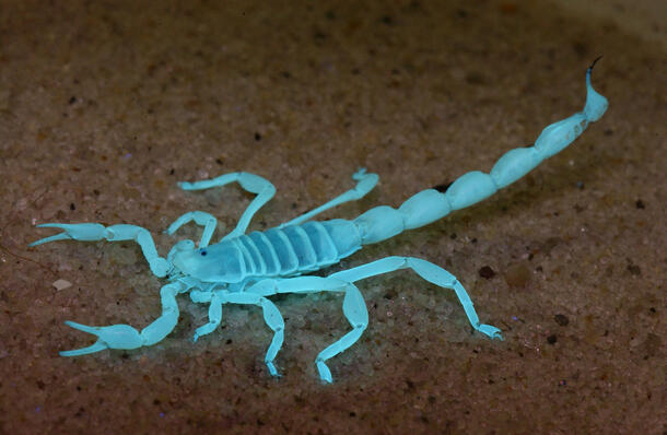A male Brachistosternus telteca scorpion as seen under ultraviolet light. The animal appears a bright blue against a brown sandy surface.