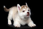 A canine pup with white and brown fur, a long tail, and erect ears.