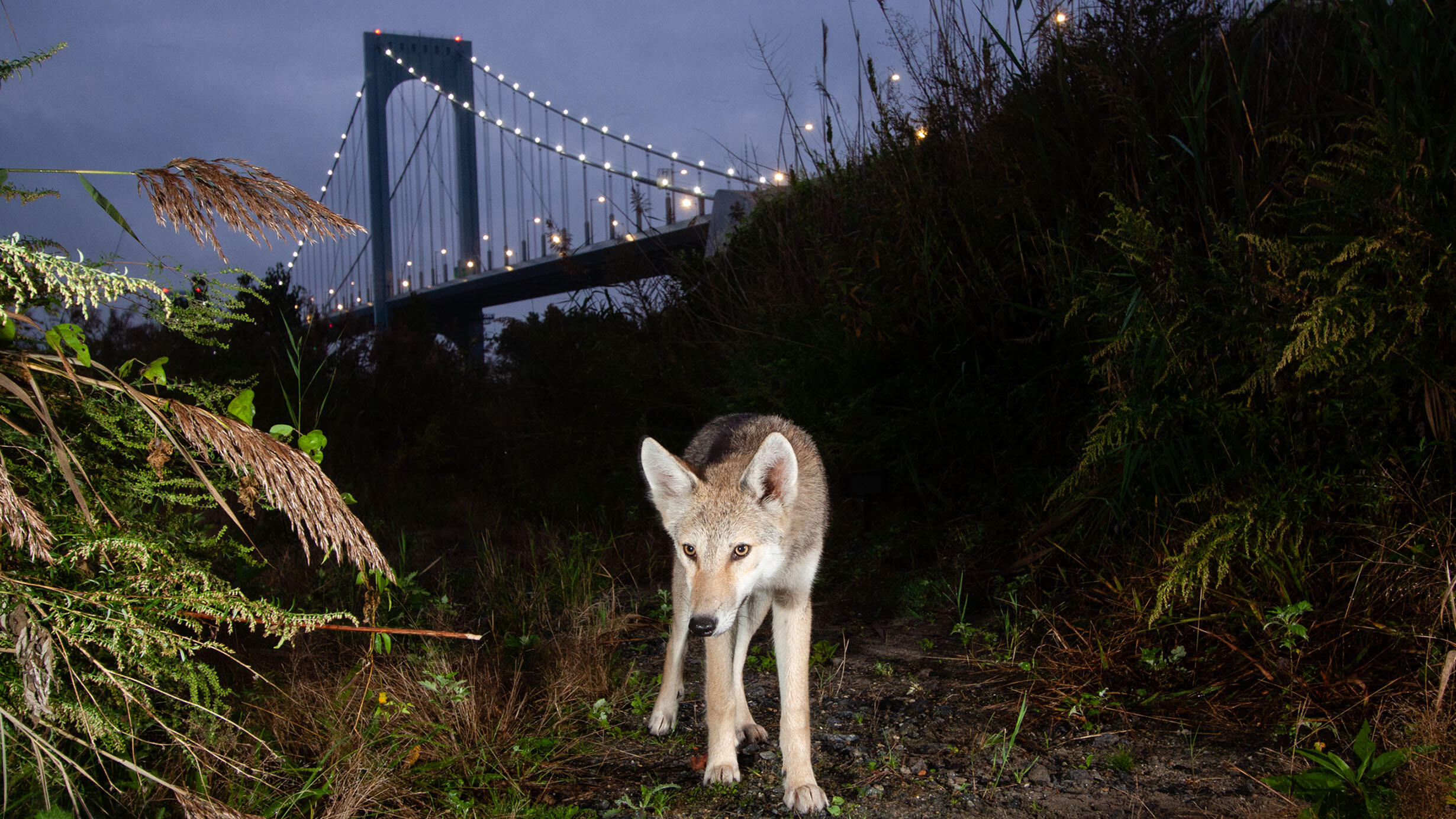 An Eastern coyote walks along a dirt trail; a New York City bridge is in view in the background.