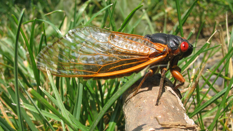 Close-up on a cicada with colorful eyes and wings perched on a piece of wood among grass.