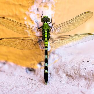 A close-up photograph of a dragonfly, its body black and iridescent green, its wings translucent.