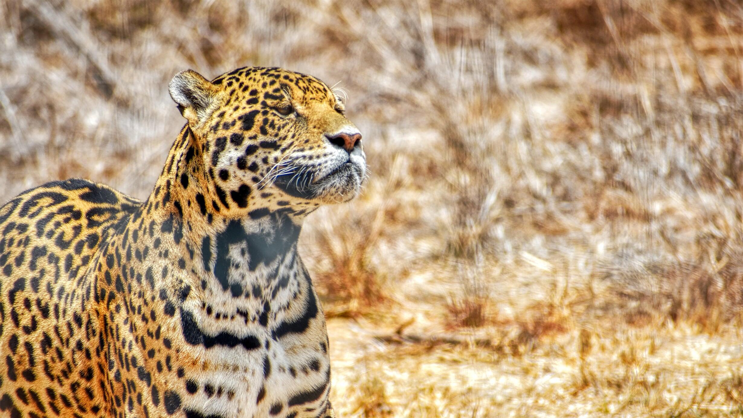 A close-up photograph of a jaguar, strolling in dry scrub grass at a sanctuary for rescued animals in Oaxaca, Mexico.