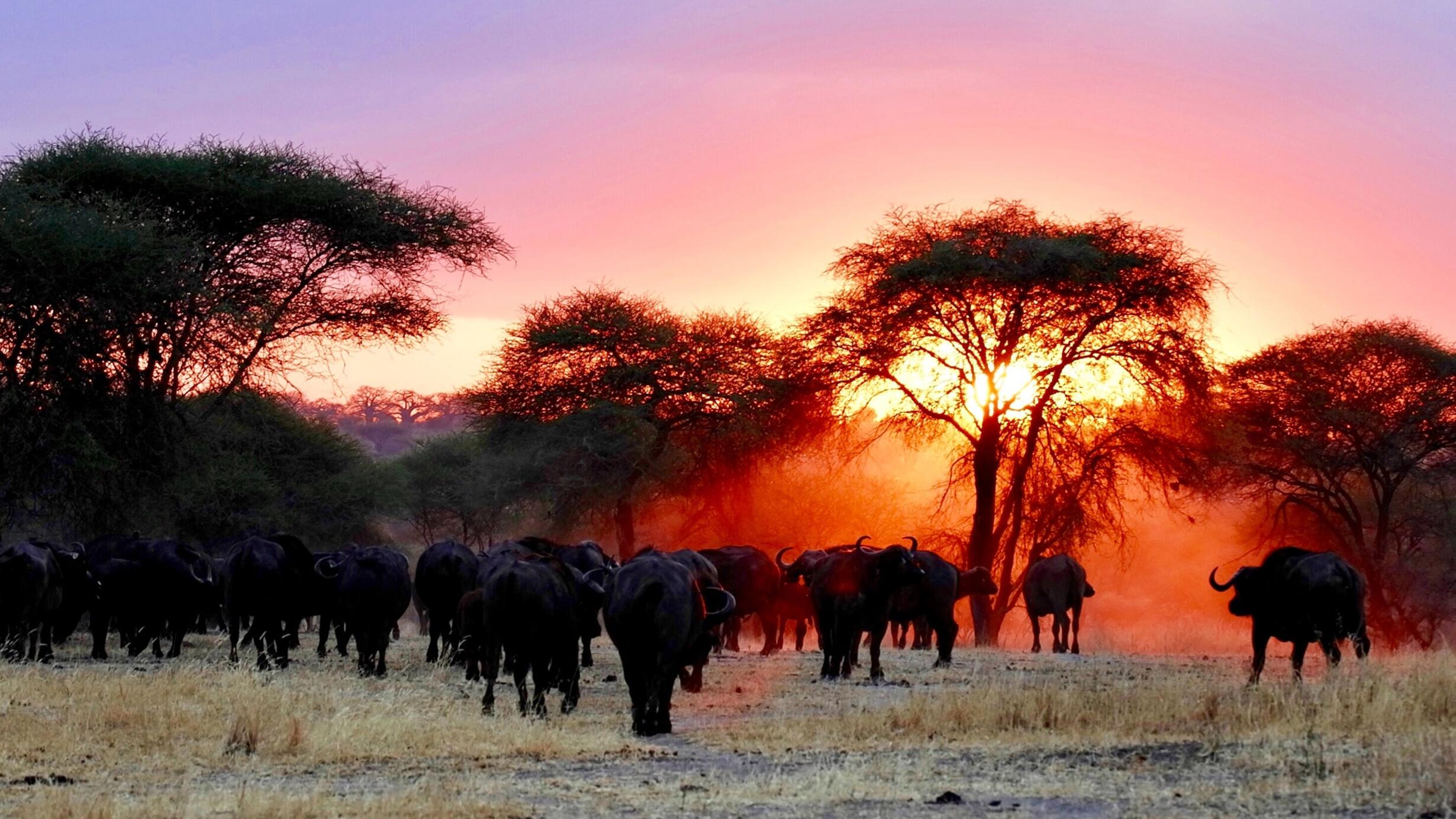 A herd of water buffalo, walking in grass, with evening sunlight filtering through trees in the background.