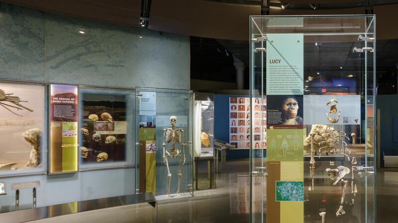The partial skeleton of "Lucy," the famous early hominin, featured in a glass case. Behind it are other skeletal examples of human relatives.