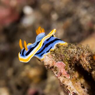 A sea slug, attached to a rock. Its body is brilliant blue, with yellow, white and black streaks, and orange protrusions pointing upward.