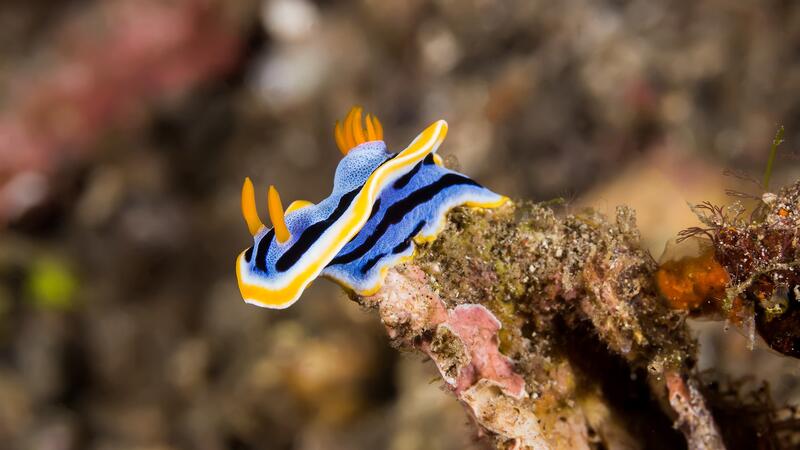 A sea slug, attached to a rock. Its body is brilliant blue, with yellow, white and black streaks, and orange protrusions pointing upward.