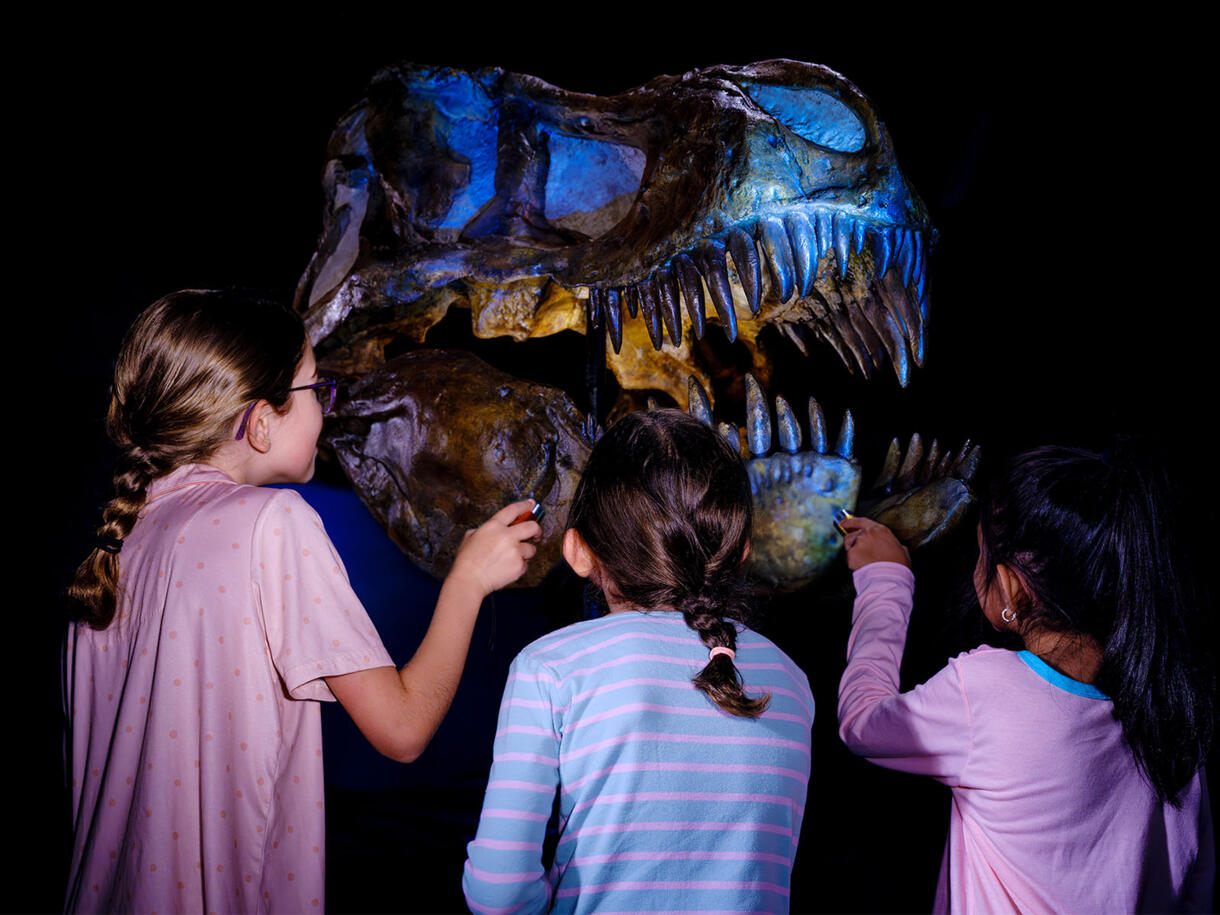 Sleepover at the Museum: February 6, 2027 | AMNH