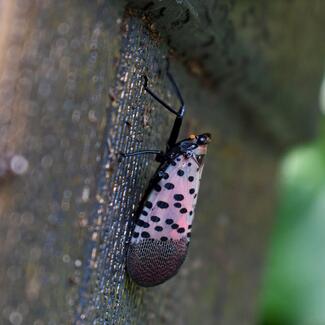 A close-up photograph of a spotted lanternfly perched on a tree. Its body is entirely black, save for purple wings with dramatic black dots.
