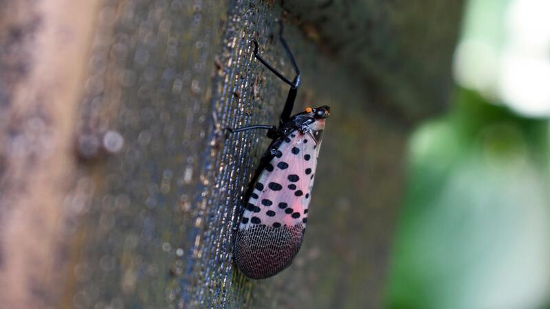 A close-up photograph of a spotted lanternfly perched on a tree. Its body is entirely black, save for purple wings with dramatic black dots.