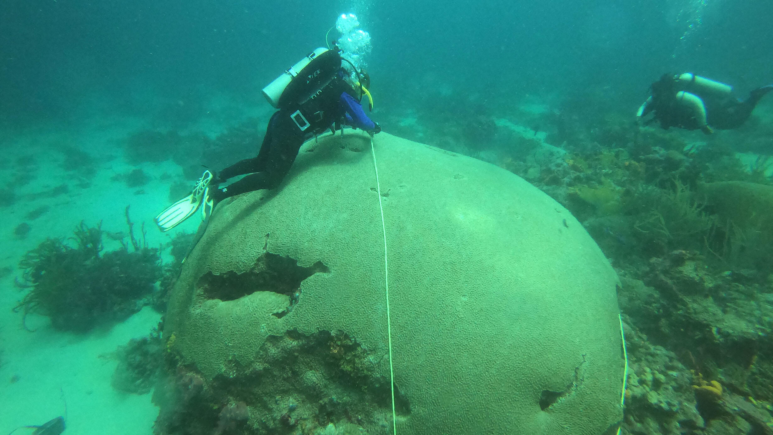 Scuba divers examine corals.