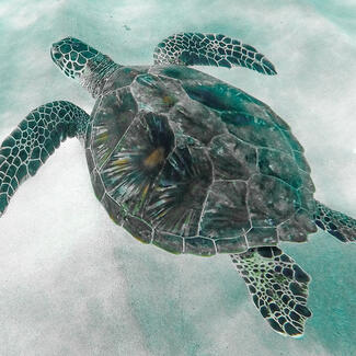 A sea turtle swimming through the ocean in Maui, Hawaii.