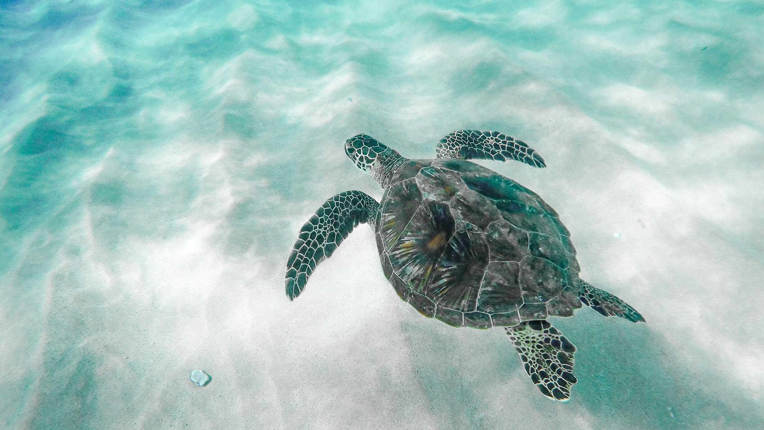 A sea turtle swimming through the ocean in Maui, Hawaii.