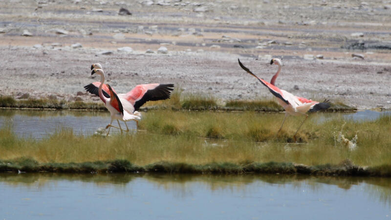 Three Andean flamingoes spread their wings as they prepare to take off from a salt marsh.