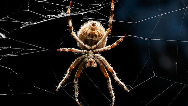 Orb weaver spider spins a web.