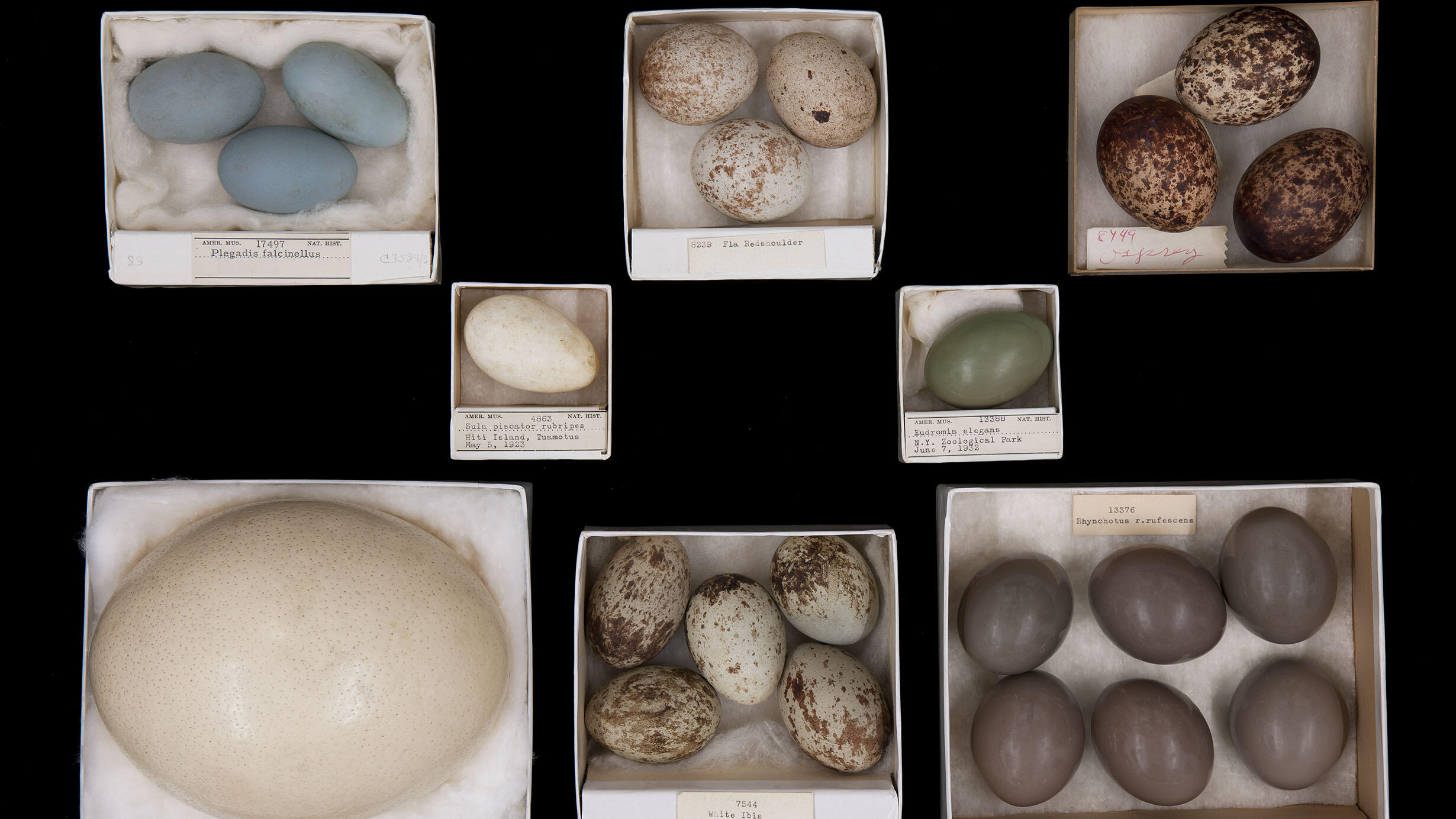Several small open boxes, each of which holds different bird egg specimens.
