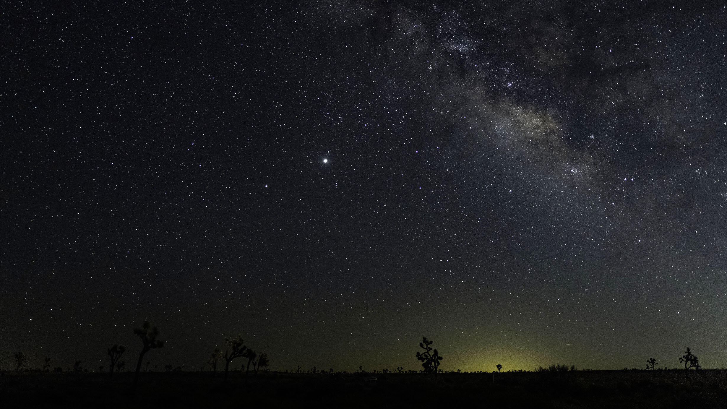 The Milky Way is bright over a field of darkened Joshua trees.