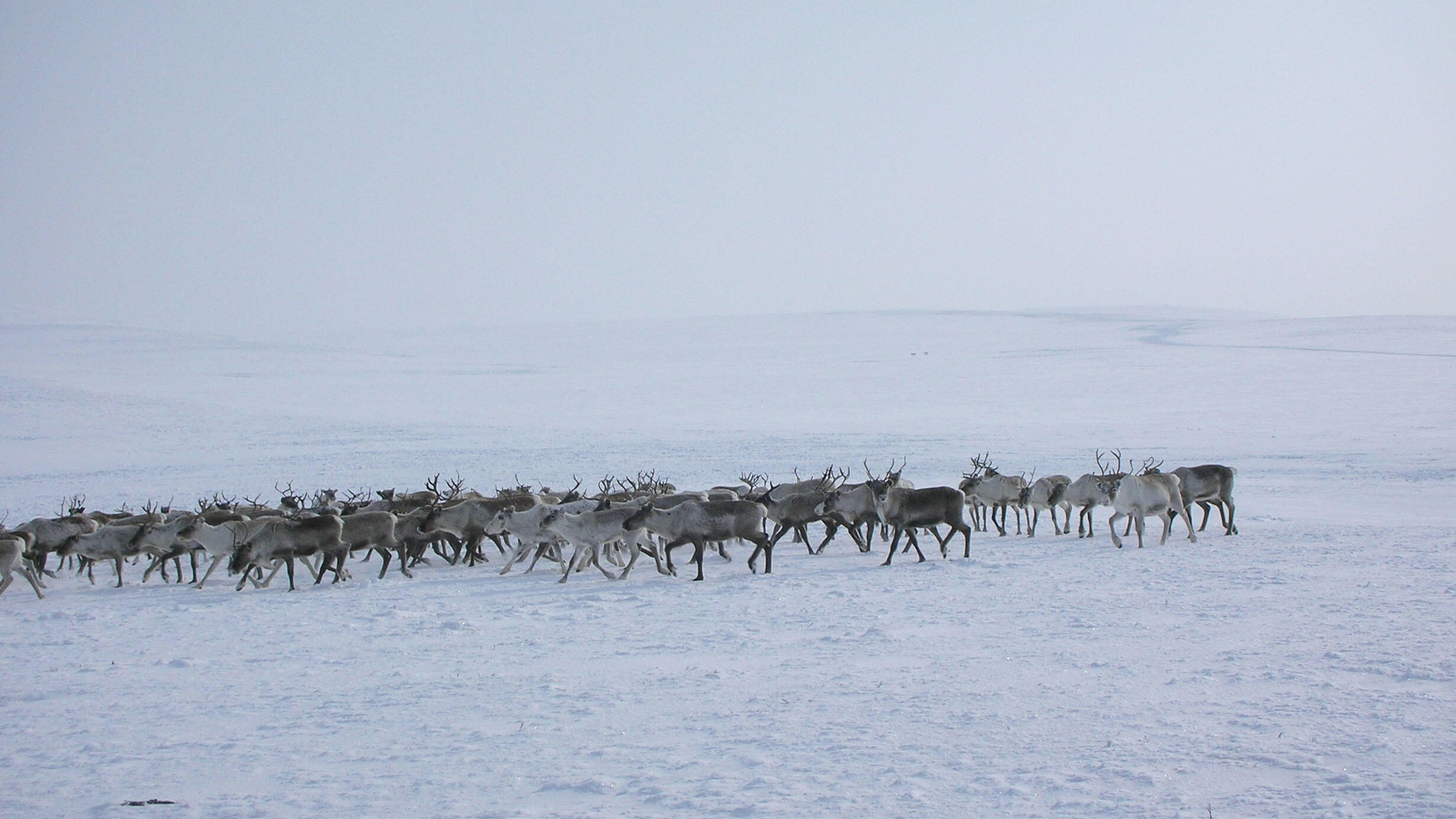 Herd of reindeer traveling single file across the tundra.