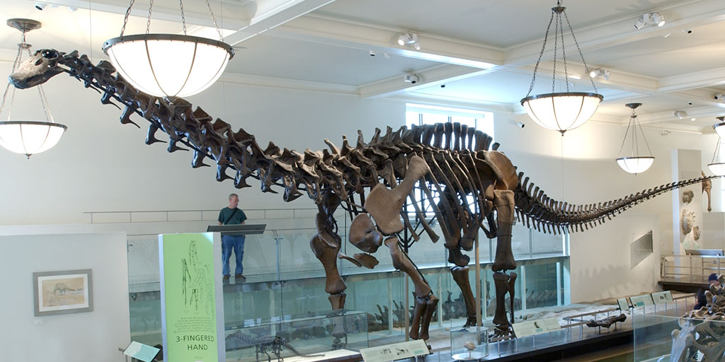 apatosaurus fossil