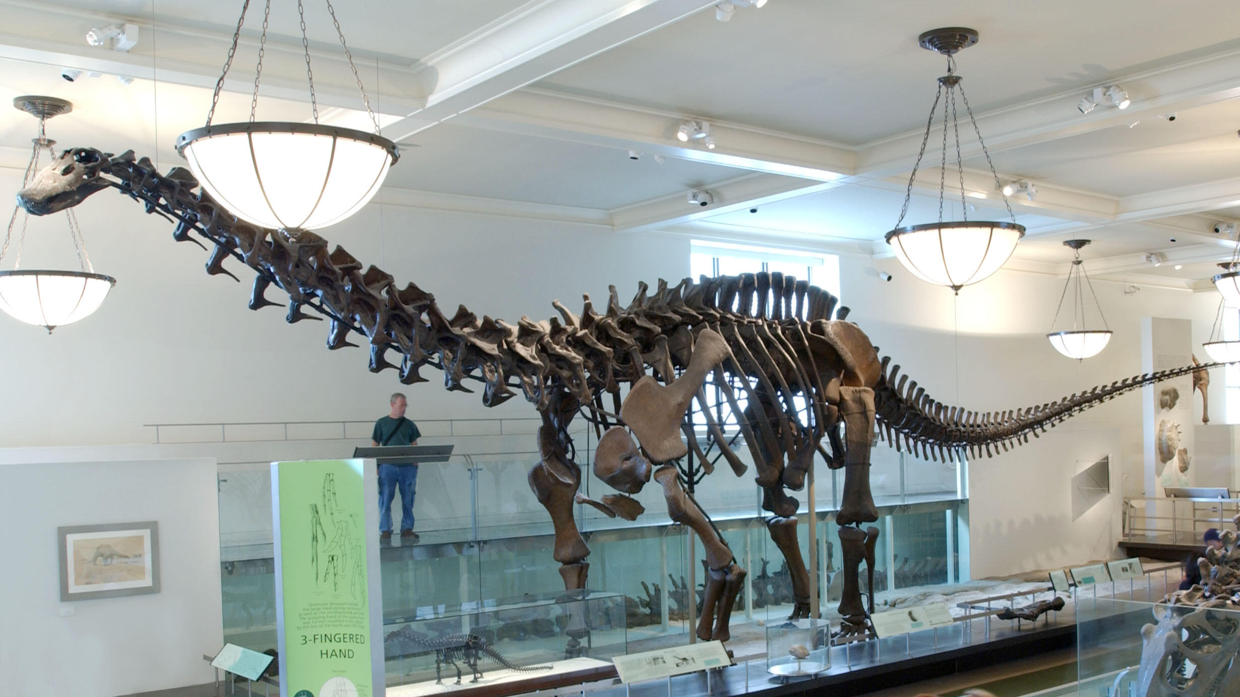 Visitor views the full-length fossil skeleton of the Apatosaurus.