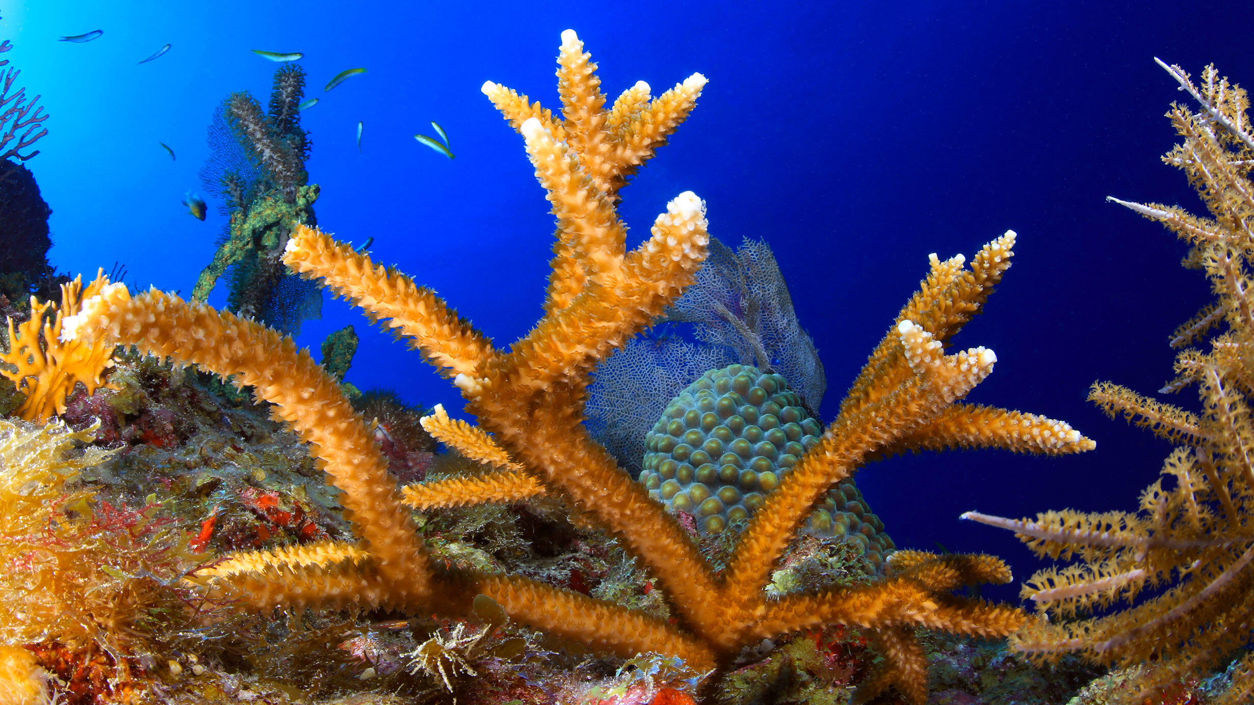 Small fish swim amongst large branches of staghorn coral.