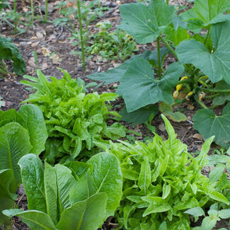 Rows of green leaf lettuce and yellow squash grow in a home garden.