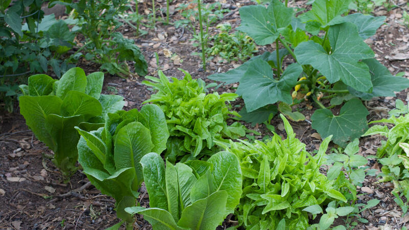 Rows of green leaf lettuce and yellow squash grow in a home garden.