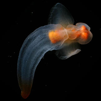 A shell-less snail (pteropod) glides through water.