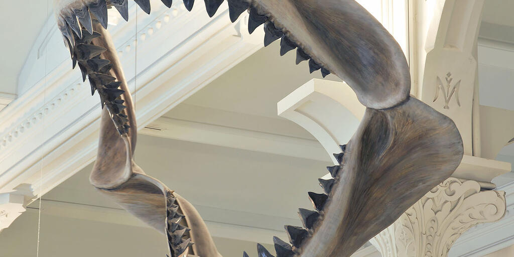 Carcharodon Megalodon Teeth American Museum Of Natural History