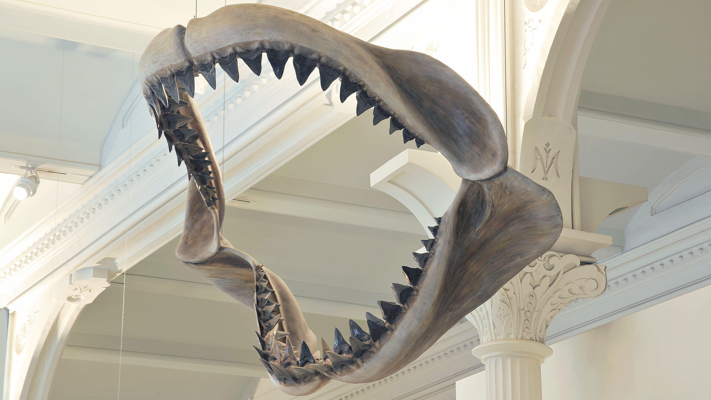 Fossil jaw of carcharodon megalodon shark is suspended from the ceiling in the Hall of Vertebrate Origins.