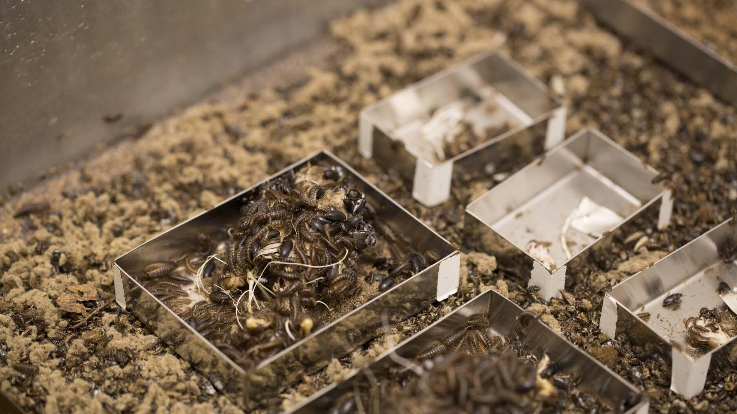 A colony of Dermestid beetles crawl around small metal trays containing specimens.