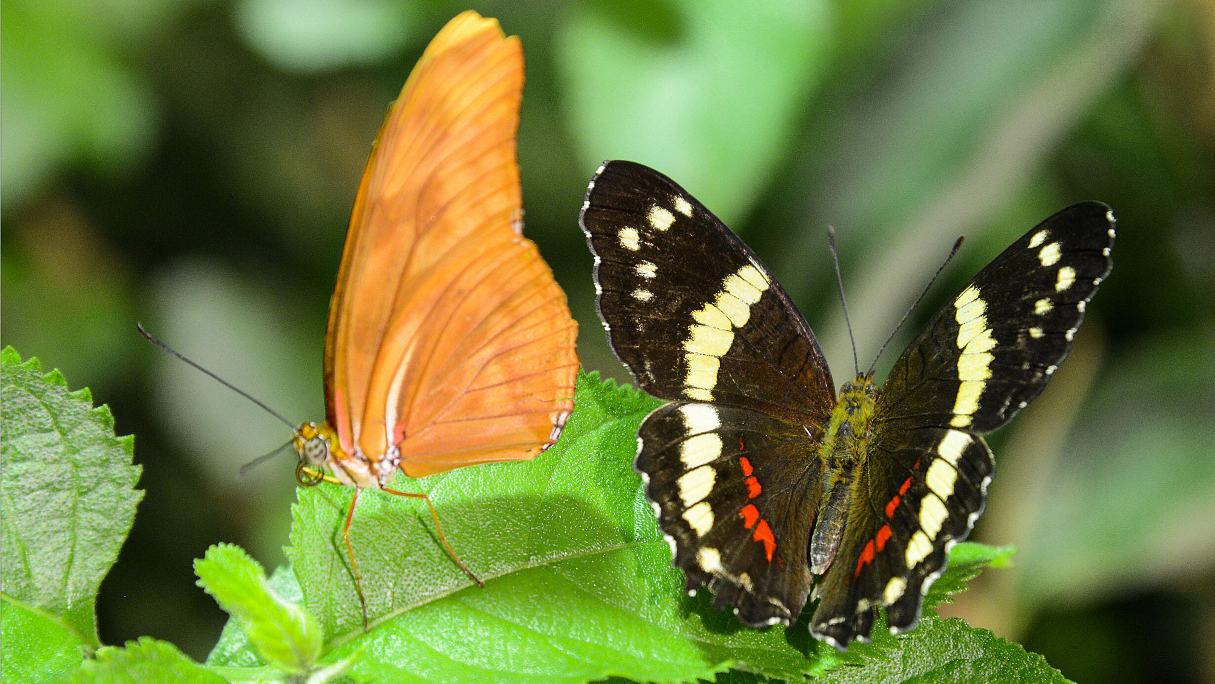 Two butterflies—one solid colored and one with a striped wing pattern—alight on a plant leaf.