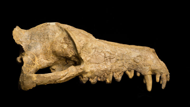 Andrewsarchus skull.