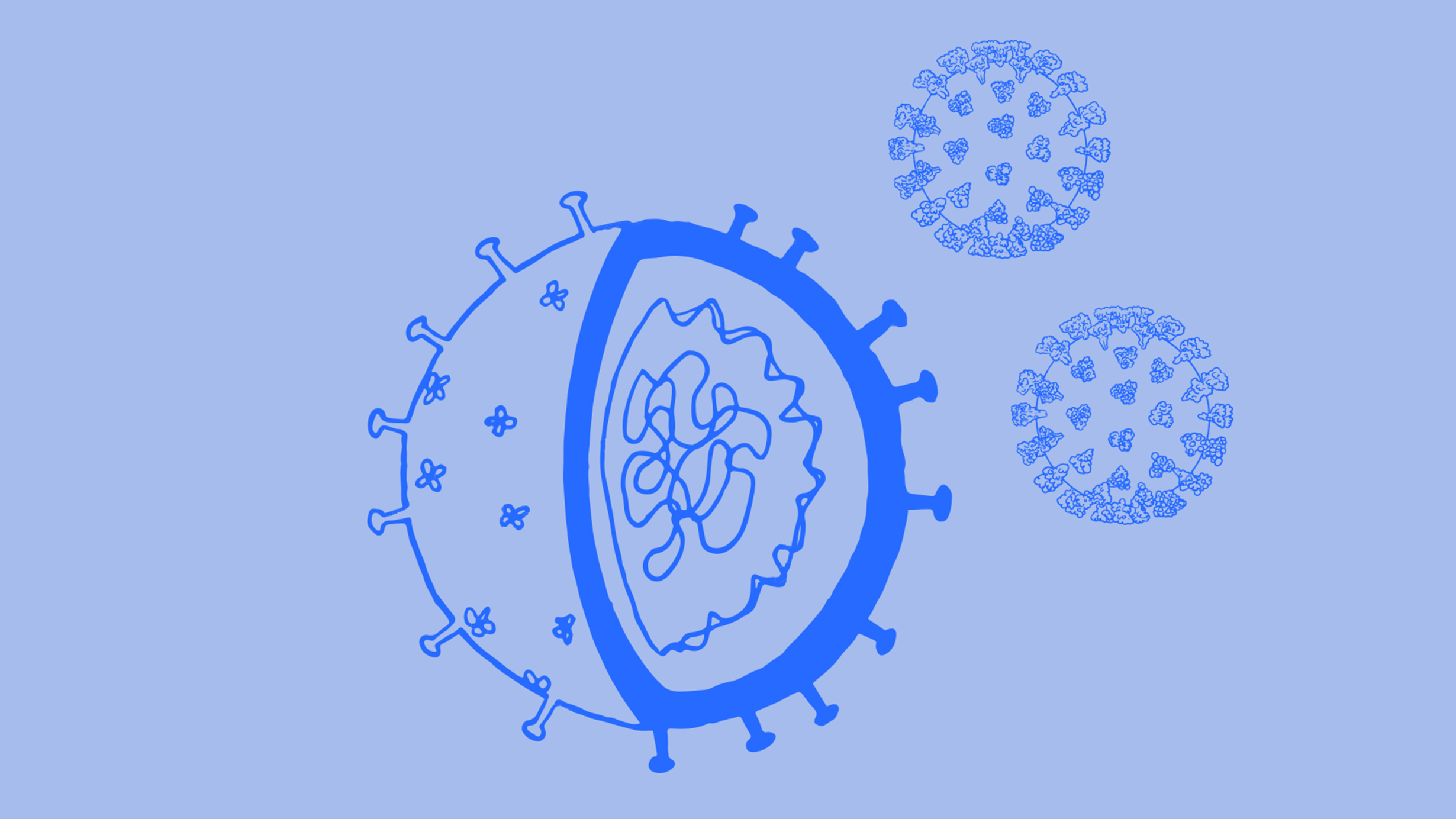 Illustration of a cross-section of a coronavirus.