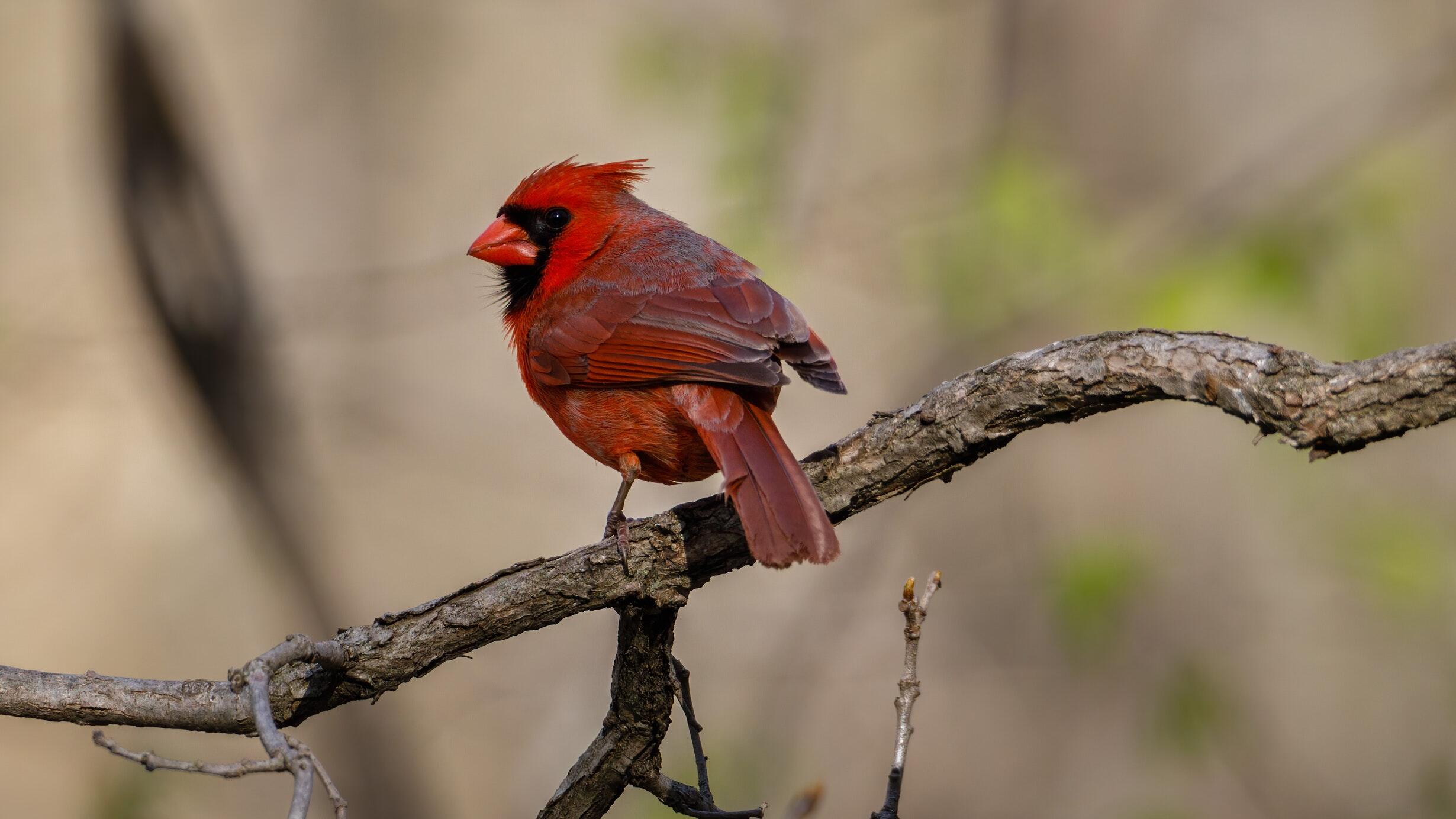 Central Park Bird Walks Fall 2024 l AMNH
