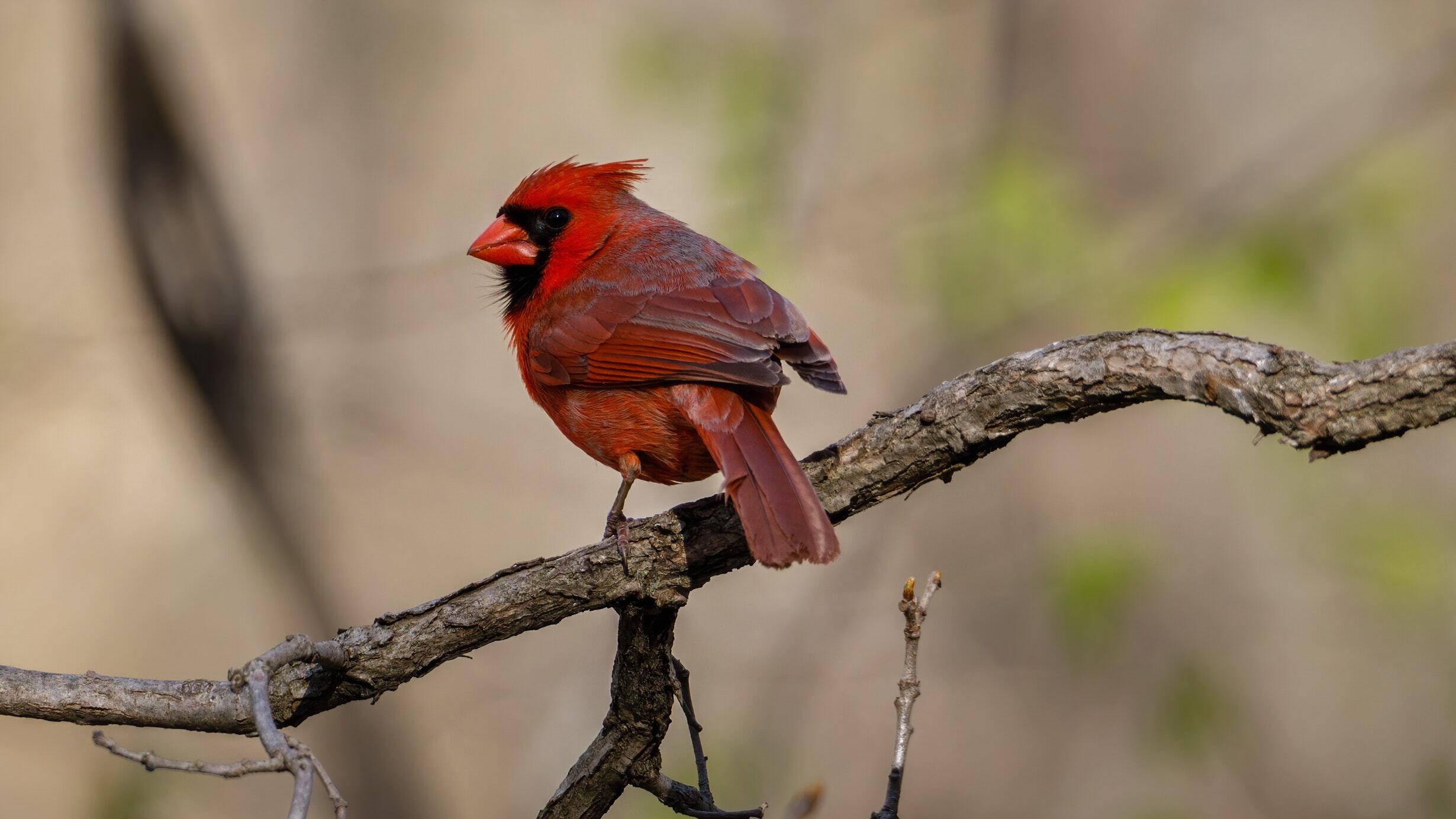 A bright red northern cardinal perched on a tree branch.